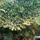 Dendrum Coral
