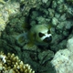 Blackspotted Puffer