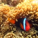 Fire Clownfish