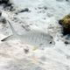 Yellowfin Mojarra