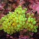 Yellow Colonial Aascidian