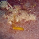 Miles Mantis Shrimp