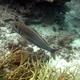 Small-toothed Jobfish