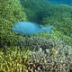 Yellowmask Surgeonfish