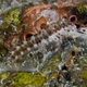 Spotted-and-Barred Blenny
