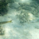 Yellowtail Barracuda