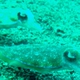 Golden Cuttlefish
