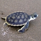 Flatback Turtle