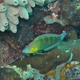 Pinstriped Wrasse