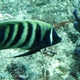 Six-banded Angelfish