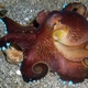 Coconut Octopus
