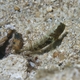 Ventral-barred Shrimpgoby