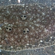 Ocellated Flounder