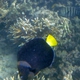 Queensland Yellowtail Angelfish