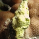 Trapezium Horse Conch
