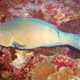 Bartail Parrotfish