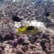 Blue-spotted Spinefoot