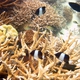 Brown-and-White Butterflyfish