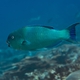 Captain Parrotfish