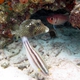 Princess Parrotfish (juvenile)