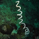 Giant Black Coral Whip
