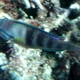Indian Parrotfish