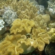 Elephant Ear Coral