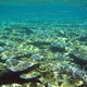 Lamarcki Coral