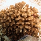 Verrucose Pocillopora Coral