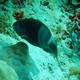 Eclipse Parrotfish