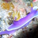 Apolegma Nudibranch