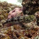 Twospot Lizardfish