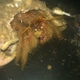 Hairy Hermit Crab