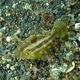 Shortsnout Filefish