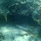 Yellowtail Barracuda