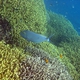 Australia corals etc to be identified