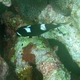 Axilspot Hogfish (Juvenile)