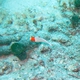Spotted Parrotfish  (Juvenile)
