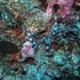 Banded Boxer Shrimp