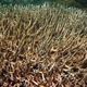 False Flower Coral