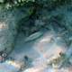 Blue-lined Wrasse