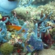 Coral Hind (Juvenile)