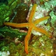 Velvety Sea Star
