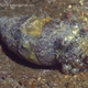 Oman Cuttlefish