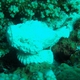 False Stonefish (Juvenile)