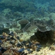 Red-toothed Triggerfish (Juvenile)