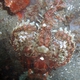 Papuan Scorpionfish (Juvenile)