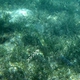 Blue-spotted Cornetfish