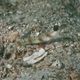 Masked Shrimpgoby