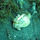 Hermit Crab Anemone